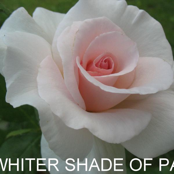 ЧГ-001: WTTR SHD OFPL (A WHITER SHADE OF PALE)