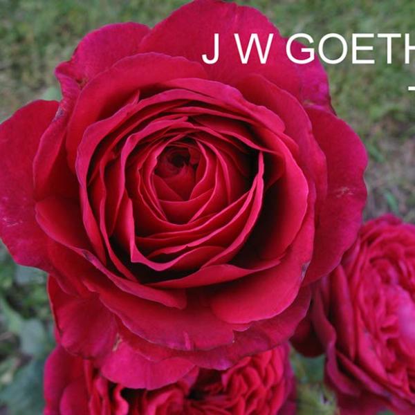 ЧГ-101: J W GTH (J. W. V. GOETHE ROSE)