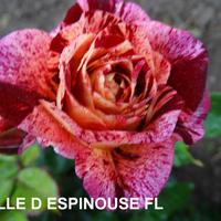 Роза BELLE D'ESPINOUSE саженцы в контейнерах