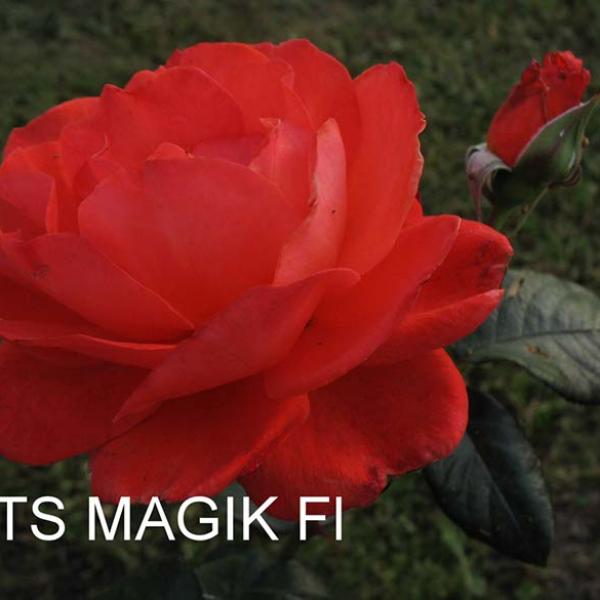 ФБ-101: TS MGC (IT'S MAGIC)