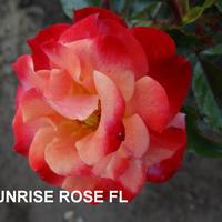 Роза SUNRISE ROSE саженцы в контейнерах