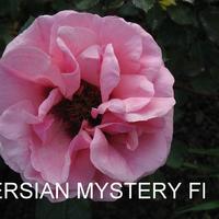 Роза PERSIAN MYSTERY саженцы в контейнерах