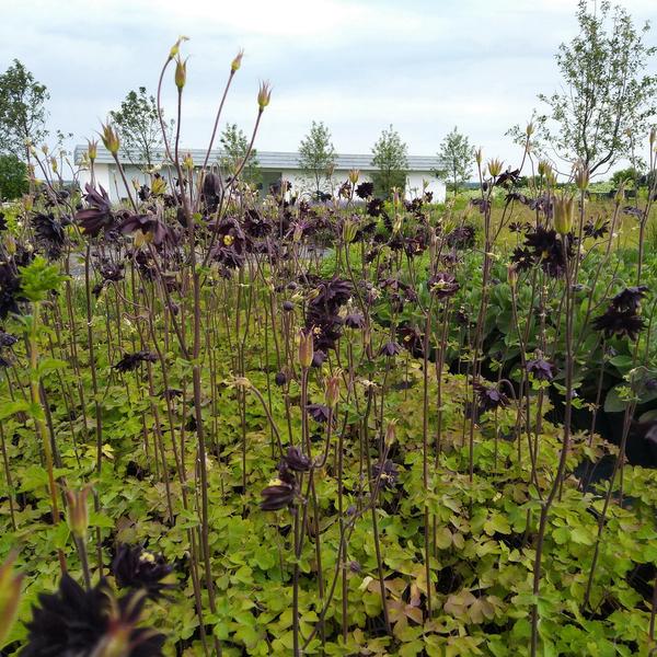 ДТ-089: Водосбор (Аквилегия) обыкновенный Блэк Бэрлоу (Aquilegia vulgaris Black Barlow)