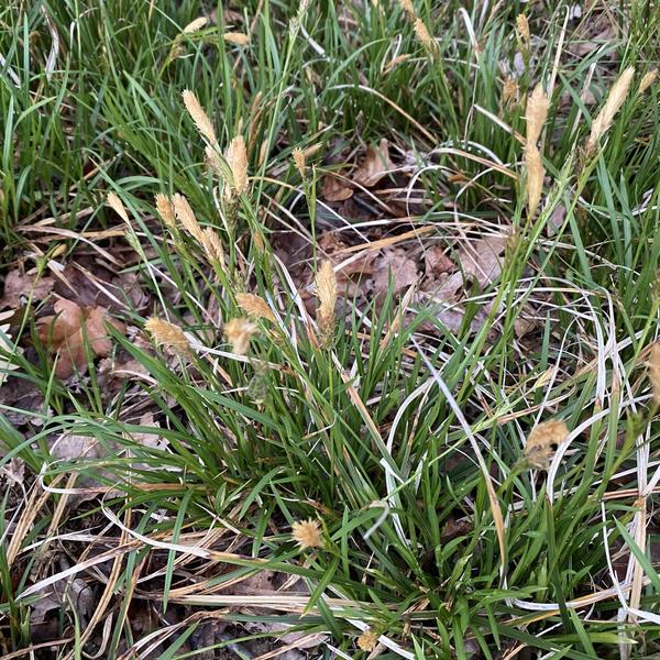ДТ-155: Осока гвоздичная (весенняя) (Carex caryophyllea)