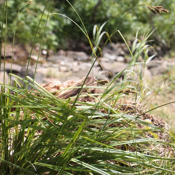 ДТ-158: Осока кавказская (Carex caucasica)