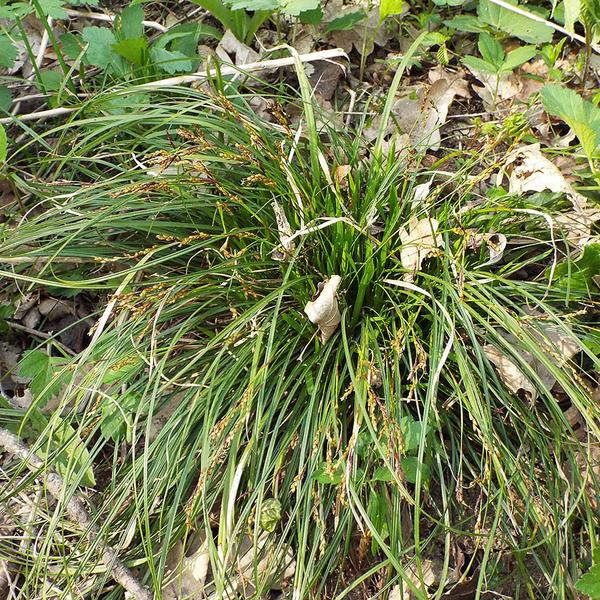 ДТ-164: Осока пальчатая (Carex digitata)