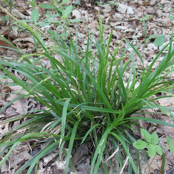 ДТ-064 Осока лесная (Carex sylvatica)