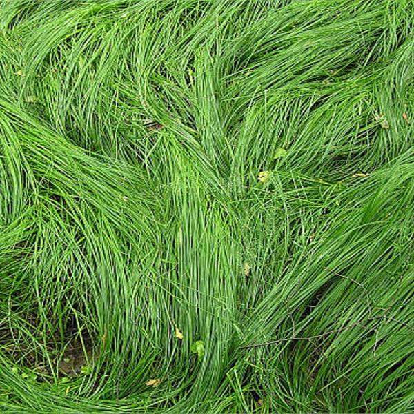 ДТ-068 Осока трясунковидная (Carex brizoides)